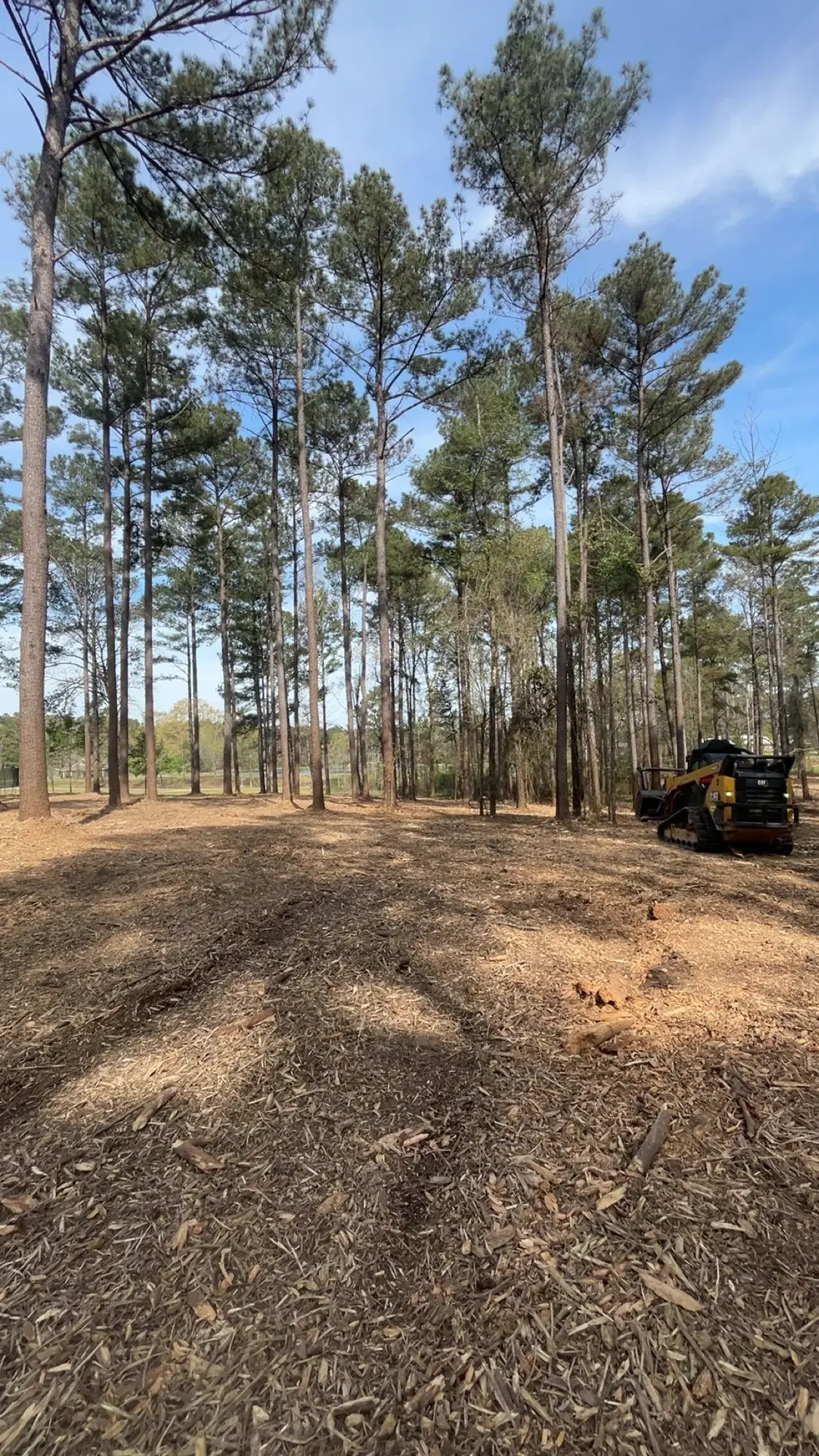 Tree Service